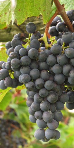 IMG_grozd